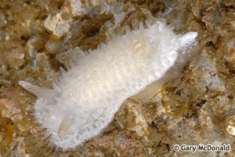 Diaphorodoris_lirulatocauda_0009