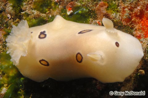 Diaulula_sandiegensis_0010