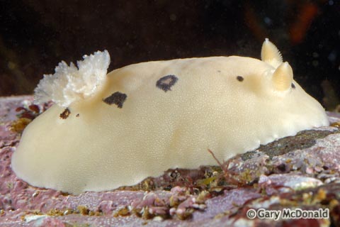 Diaulula_sandiegensis_0020