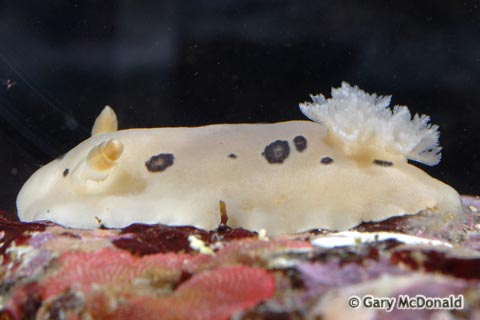 Diaulula_sandiegensis_0052