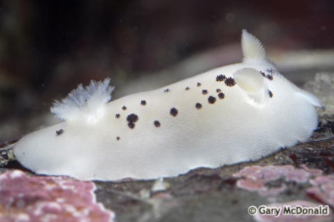 Diaulula_sandiegensis_0065