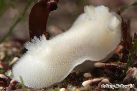 Diaulula_sandiegensis_11_0100