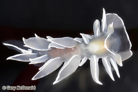 Dirona_albolineata_1_0005