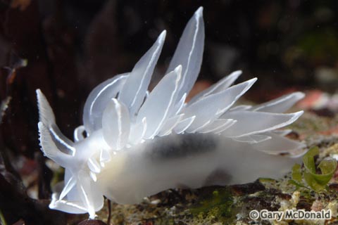 Dirona_albolineata_2_0039