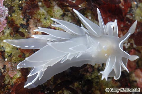 Dirona_albolineata_3_0077