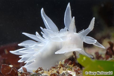 Dirona_albolineata_4_0098