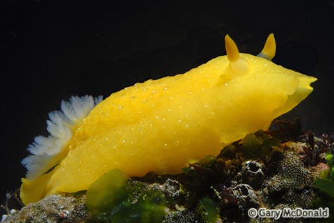 Doriopsilla_albopunctata_1_0001