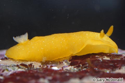 Doriopsilla_albopunctata_2_0020