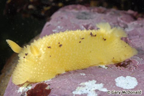 Doris_montereyensis_2_0015