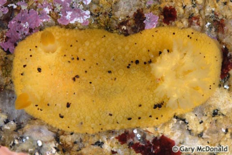 Doris_montereyensis_4_0046