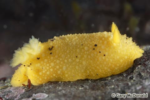 Doris_montereyensis_6_0061