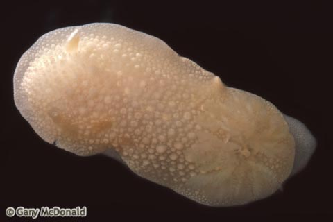 Doris_odhneri_slide_001