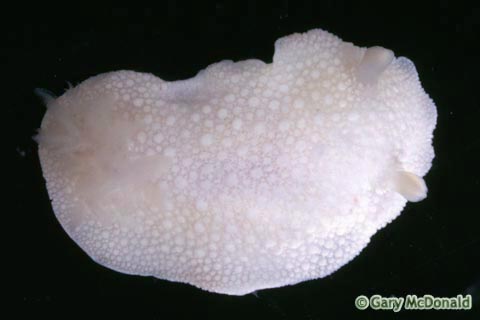 Doris_odhneri_slide_002