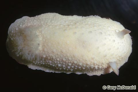 Doris_odhneri_slide_003