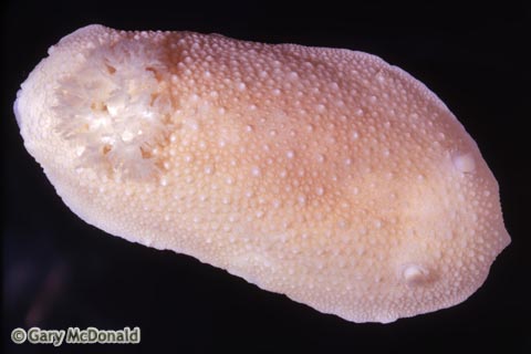 Doris_odhneri_slide_004