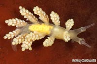 thumb_Doto_amyra_1_0021