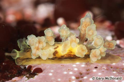 Doto_columbiana_1_0029