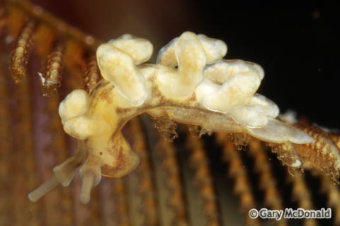 Doto_columbiana_3_0021