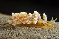 thumb_Doto_columbiana_2_0008