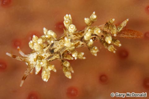 Eubranchus_rustyus_10-0166.jpg