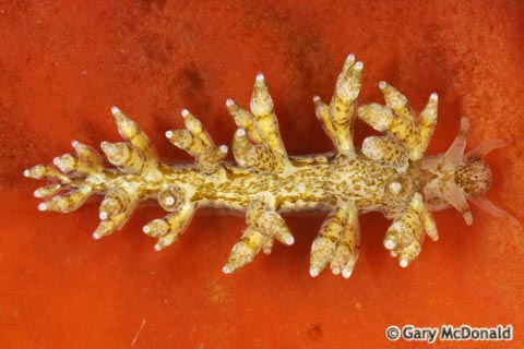 Eubranchus_rustyus_1_0008