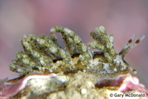 Eubranchus_rustyus_2_0069