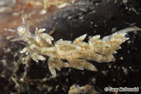 Eubranchus_rustyus_3_0106