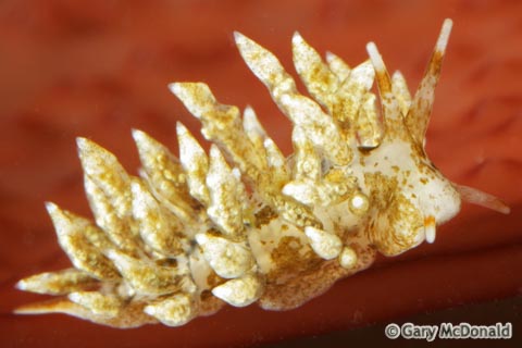 Eubranchus_rustyus_8-0144.jpg