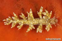 thumb_Eubranchus_rustyus_1_0008