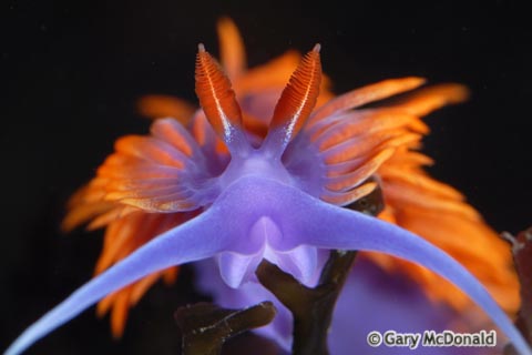 Flabellina_iodinea_1-0169.jpg