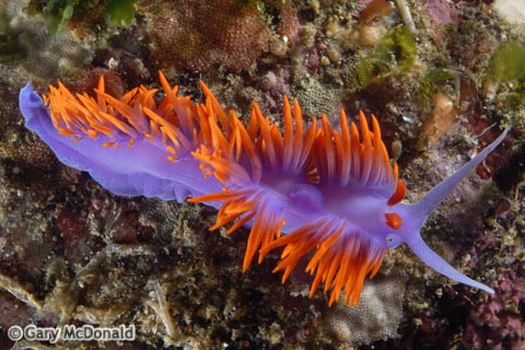 Flabellina_iodinea_10-0331.jpg