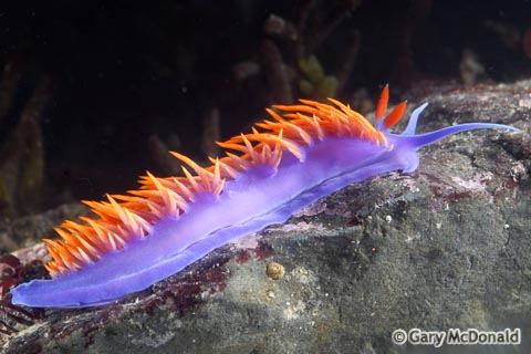 Flabellina_iodinea_1_0003