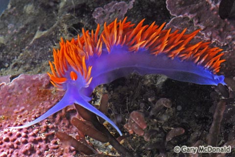 Flabellina_iodinea_1_0177