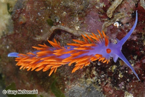 Flabellina_iodinea_6-0255.jpg