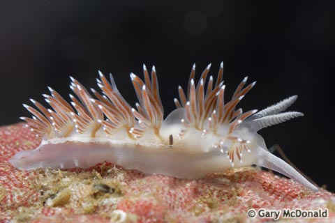 Flabellina_pricei_1_0025