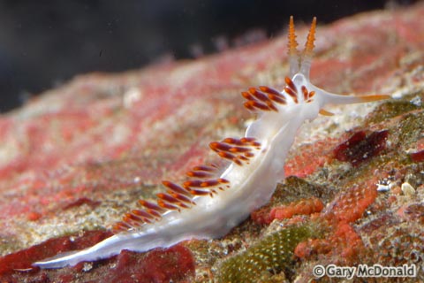 Flabellina_trilineata_11_0104