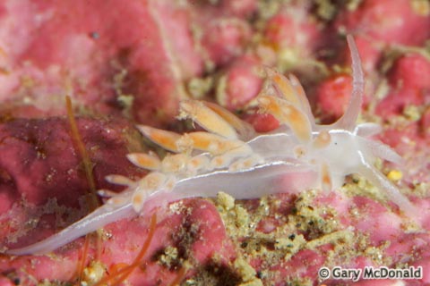 Flabellina_trilineata_14_0138