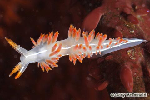 Flabellina_trilineata_1_0003