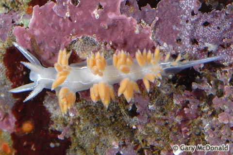 Flabellina_trilineata_4_0032