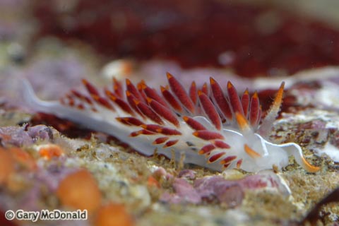 Flabellina_trilineata_6_0048