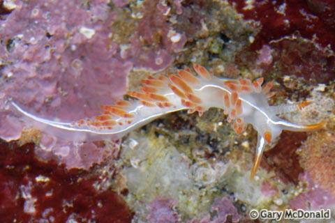 Flabellina_trilineata_7_0054