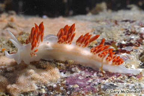 Flabellina_trilineata_8_0076
