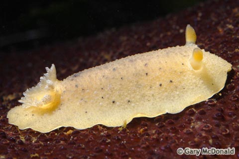 Geitodoris_heathi_1_0006