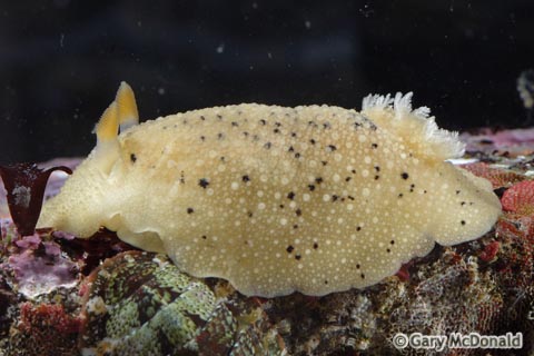 Geitodoris_heathi_5_0047