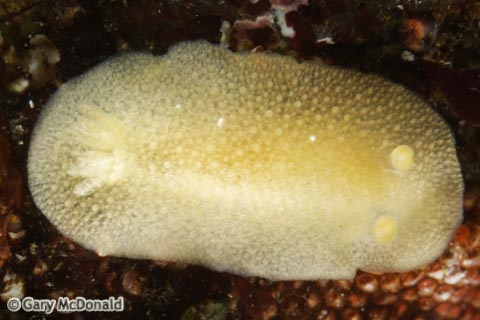 Geitodoris_heathi_8-0071.jpg