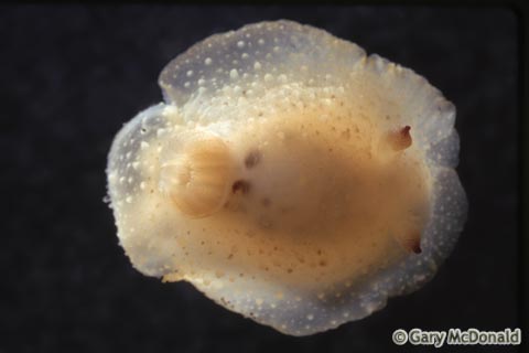 Hallaxa_chani_slide_001