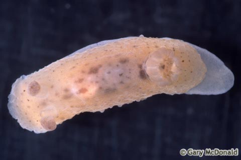 Hallaxa_chani_slide_003