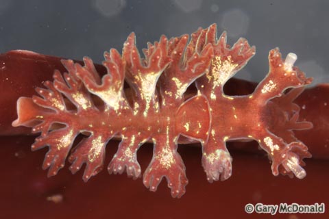 Hancockia_californica_1_0030