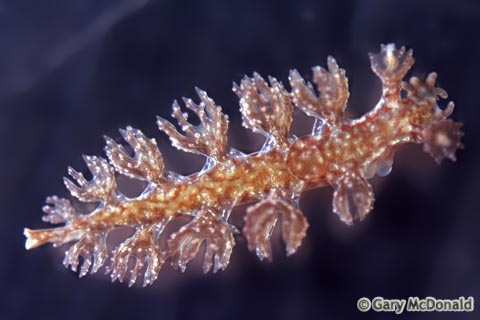 Hancockia_californica_slide_002