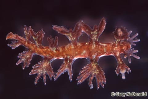 Hancockia_californica_slide_004